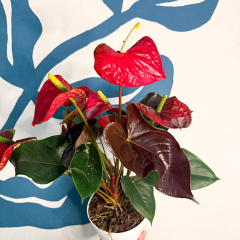 Anthurium andraeanum 'Coral Champion' - Red Flamingo Flower - Sprouts of Bristol