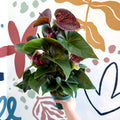 Anthurium andraeanum 'Essencia' - Deep Burgundy Red Flamingo Flower - Sprouts of Bristol