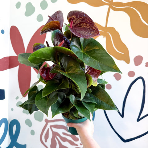 Anthurium andraeanum 'Essencia' - Deep Burgundy Red Flamingo Flower - Sprouts of Bristol