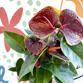 Anthurium andraeanum 'Essencia' - Deep Burgundy Red Flamingo Flower - Sprouts of Bristol