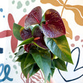 Anthurium andraeanum 'Essencia' - Deep Burgundy Red Flamingo Flower - Sprouts of Bristol