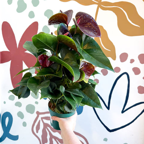Anthurium andraeanum 'Essencia' - Deep Burgundy Red Flamingo Flower - Sprouts of Bristol