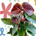 Anthurium andraeanum 'Essencia' - Deep Burgundy Red Flamingo Flower - Sprouts of Bristol
