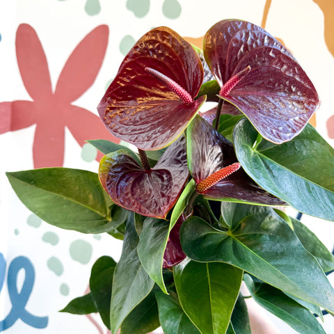 Anthurium andraeanum 'Essencia' - Deep Burgundy Red Flamingo Flower - Sprouts of Bristol