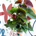Anthurium andraeanum 'Essencia' - Deep Burgundy Red Flamingo Flower - Sprouts of Bristol
