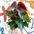 Anthurium andraeanum 'Essencia' - Deep Burgundy Red Flamingo Flower - Sprouts of Bristol