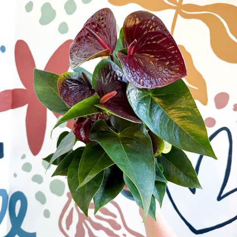 Anthurium andraeanum 'Essencia' - Deep Burgundy Red Flamingo Flower - Sprouts of Bristol