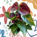 Anthurium andraeanum 'Essencia' - Deep Burgundy Red Flamingo Flower - Sprouts of Bristol