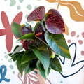 Anthurium andraeanum 'Essencia' - Deep Burgundy Red Flamingo Flower - Sprouts of Bristol