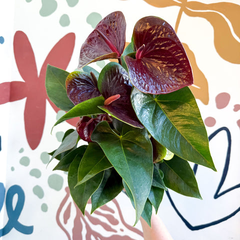 Anthurium andraeanum 'Essencia' - Deep Burgundy Red Flamingo Flower - Sprouts of Bristol