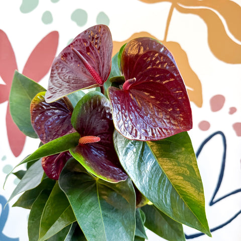 Anthurium andraeanum 'Essencia' - Deep Burgundy Red Flamingo Flower - Sprouts of Bristol