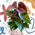 Anthurium andraeanum 'Essencia' - Deep Burgundy Red Flamingo Flower - Sprouts of Bristol