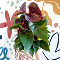 Anthurium andraeanum 'Essencia' - Deep Burgundy Red Flamingo Flower - Sprouts of Bristol