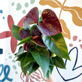 Anthurium andraeanum 'Essencia' - Deep Burgundy Red Flamingo Flower - Sprouts of Bristol
