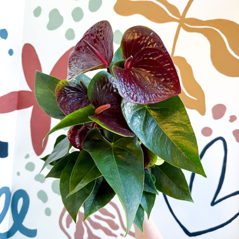 Anthurium andraeanum 'Essencia' - Deep Burgundy Red Flamingo Flower - Sprouts of Bristol