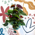 Anthurium andraeanum 'Essencia' - Deep Burgundy Red Flamingo Flower - Sprouts of Bristol