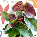 Anthurium andraeanum 'Essencia' - Deep Burgundy Red Flamingo Flower - Sprouts of Bristol