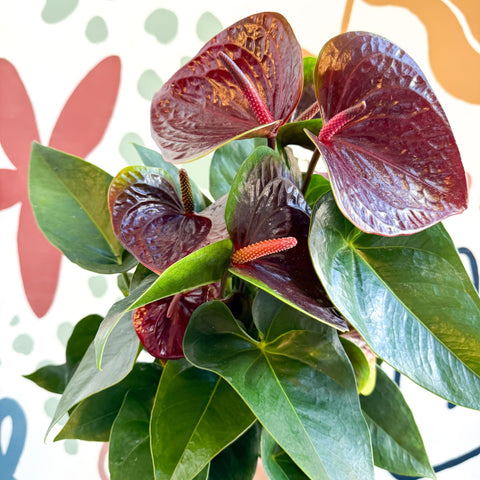 Anthurium andraeanum 'Essencia' - Deep Burgundy Red Flamingo Flower - Sprouts of Bristol