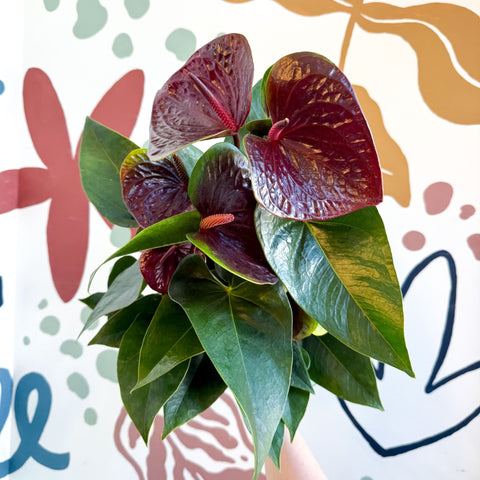 Anthurium andraeanum 'Essencia' - Deep Burgundy Red Flamingo Flower - Sprouts of Bristol