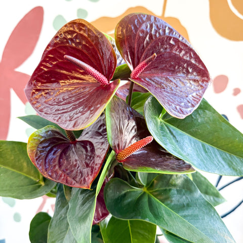 Anthurium andraeanum 'Essencia' - Deep Burgundy Red Flamingo Flower - Sprouts of Bristol