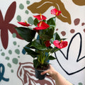 Anthurium andraeanum 'Esudo' - Red Flamingo Flower - Sprouts of Bristol