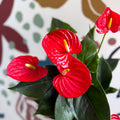 Anthurium andraeanum 'Esudo' - Red Flamingo Flower - Sprouts of Bristol