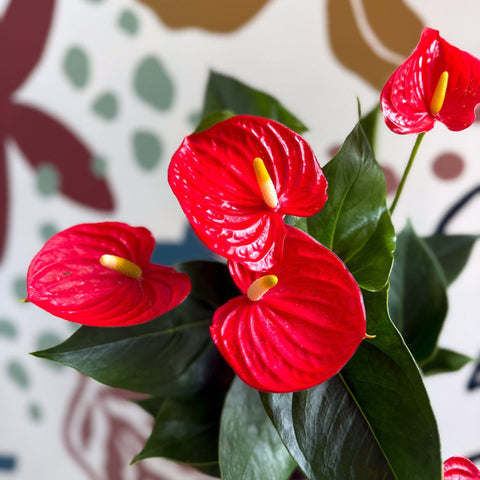 Anthurium andraeanum 'Esudo' - Red Flamingo Flower - Sprouts of Bristol