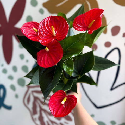 Anthurium andraeanum 'Esudo' - Red Flamingo Flower - Sprouts of Bristol