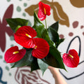 Anthurium andraeanum 'Esudo' - Red Flamingo Flower - Sprouts of Bristol