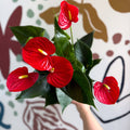 Anthurium andraeanum 'Esudo' - Red Flamingo Flower - Sprouts of Bristol