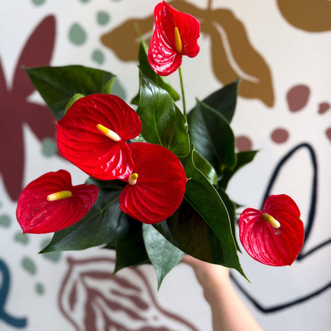 Anthurium andraeanum 'Esudo' - Red Flamingo Flower - Sprouts of Bristol