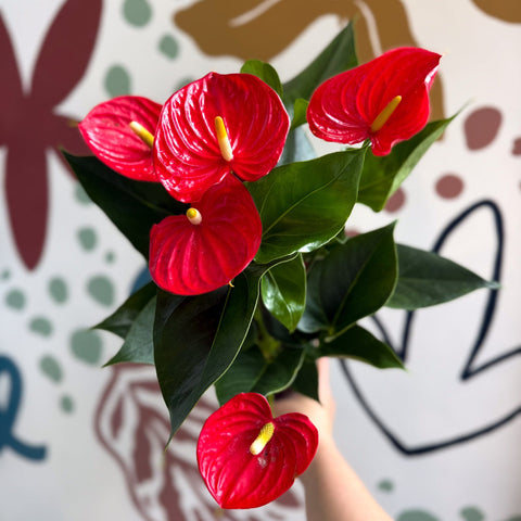 Anthurium andraeanum 'Esudo' - Red Flamingo Flower - Sprouts of Bristol