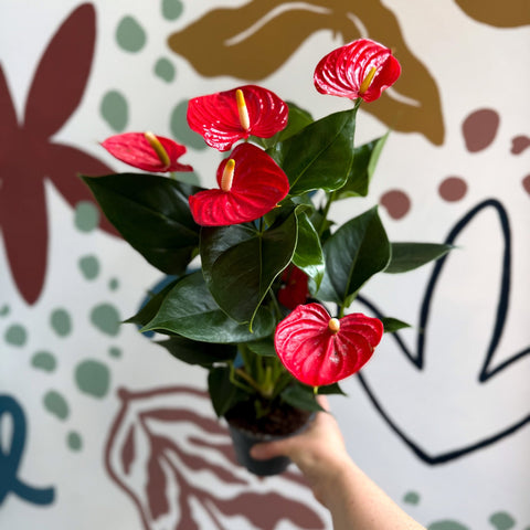 Anthurium andraeanum 'Esudo' - Red Flamingo Flower - Sprouts of Bristol