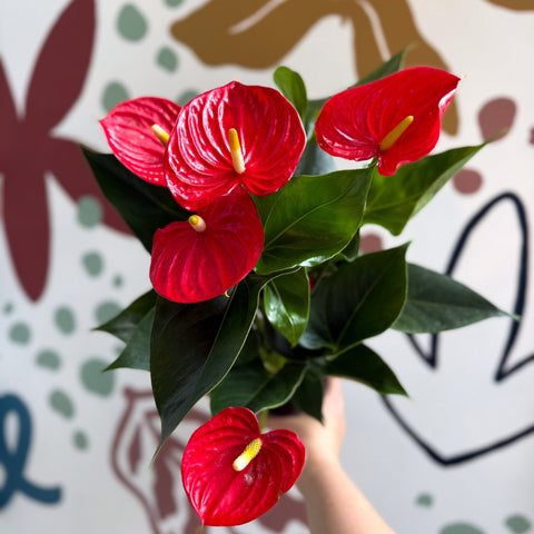 Anthurium andraeanum 'Esudo' - Red Flamingo Flower - Sprouts of Bristol