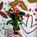 Anthurium andraeanum 'Esudo' - Red Flamingo Flower - Sprouts of Bristol