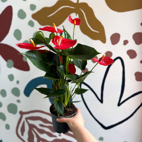 Anthurium andraeanum 'Esudo' - Red Flamingo Flower - Sprouts of Bristol