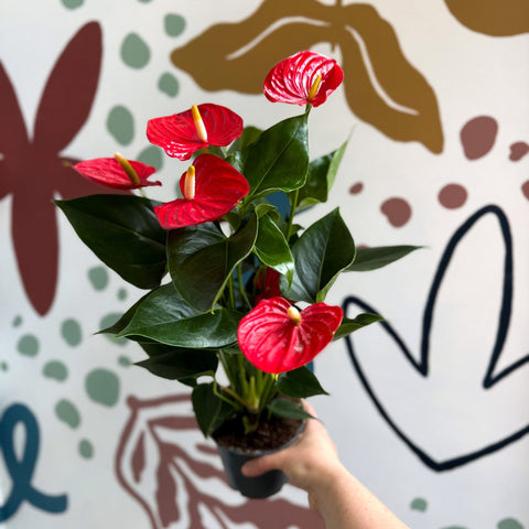 Anthurium andraeanum 'Esudo' - Red Flamingo Flower - Sprouts of Bristol