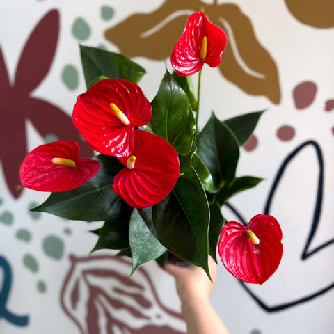 Anthurium andraeanum 'Esudo' - Red Flamingo Flower - Sprouts of Bristol