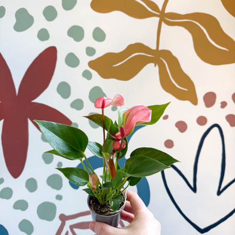 anthurium matata Anthurium andraeanum 'Matata'