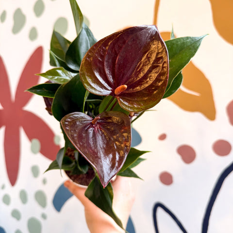 Anthurium andraeanum 'Paris Black' - Black Flamingo Flower - Sprouts of Bristol