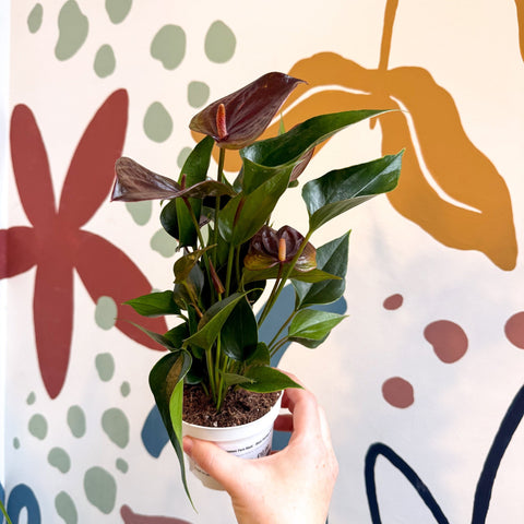 anthurium black flower Anthurium andraeanum 'Paris Black'