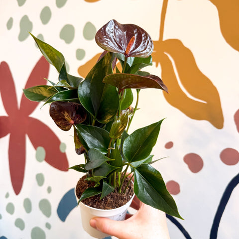anthurium dog friendly Anthurium andraeanum 'Paris Black'