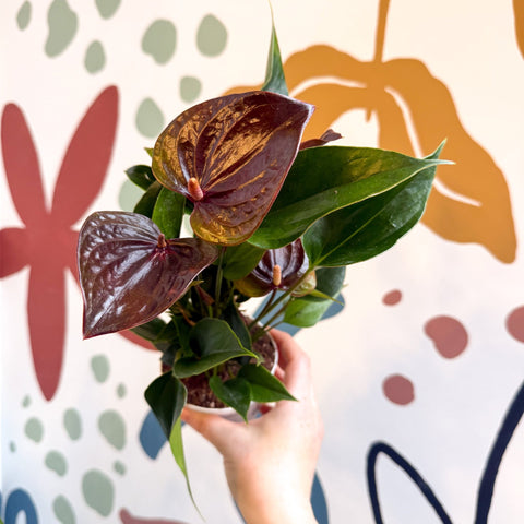 Anthurium andraeanum 'Paris Black' - Black Flamingo Flower - Sprouts of Bristol