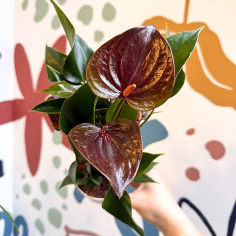 Anthurium andraeanum 'Paris Black' - Black Flamingo Flower - Sprouts of Bristol