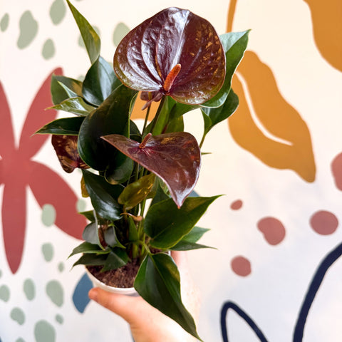 anthurium andreanum black beauty Anthurium andraeanum 'Paris Black'