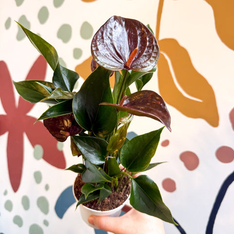 black anthurium care Anthurium andraeanum 'Paris Black'