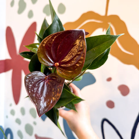 Anthurium andraeanum 'Paris Black' - Black Flamingo Flower - Sprouts of Bristol