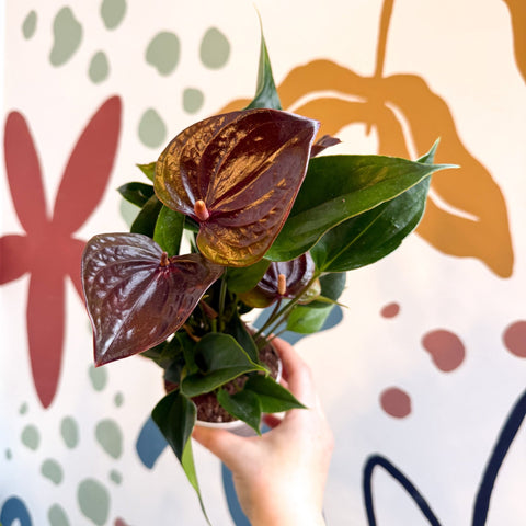 Anthurium andraeanum 'Paris Black' - Black Flamingo Flower - Sprouts of Bristol