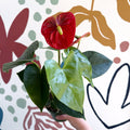 Anthurium andraeanum 'Royal Champion' Red Flamingo Flower - Sprouts of Bristol