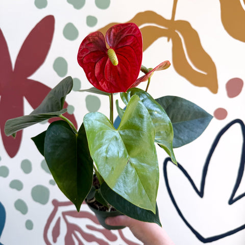 Anthurium andraeanum 'Royal Champion' Red Flamingo Flower - Sprouts of Bristol